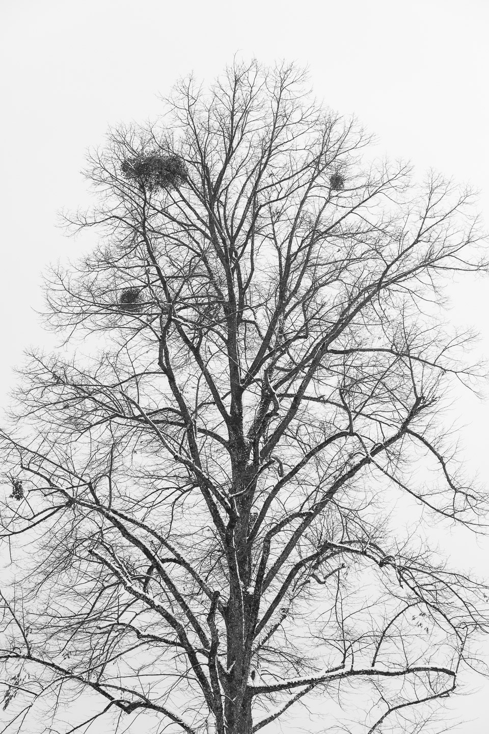 1.6.21TreesWinterCanon
