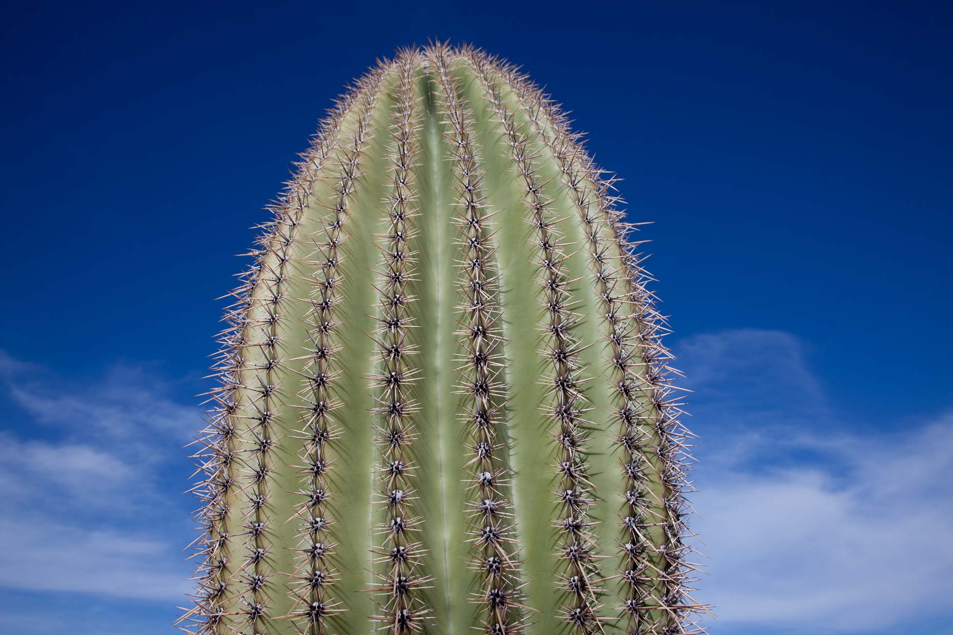 25-CactusForSite