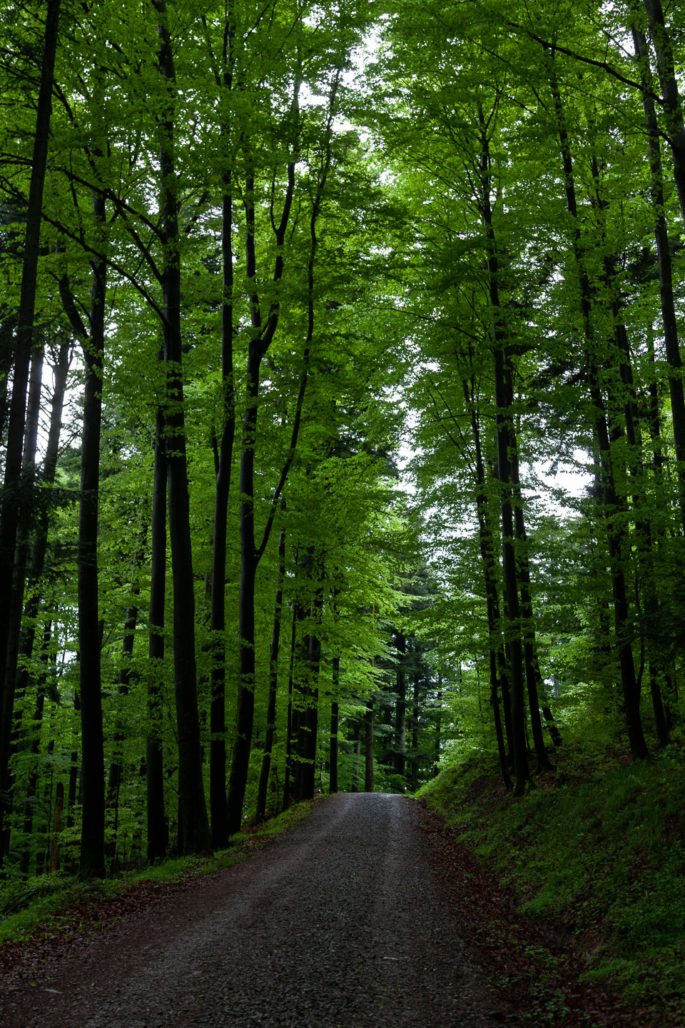 BlackForrestGermany1Trees5.3.15copy