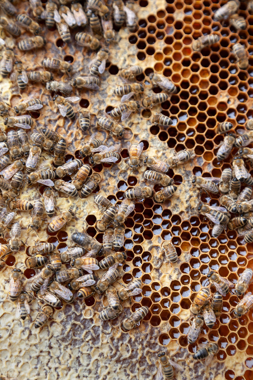 BlackForrestGermanyBeeHive5.4.15copy