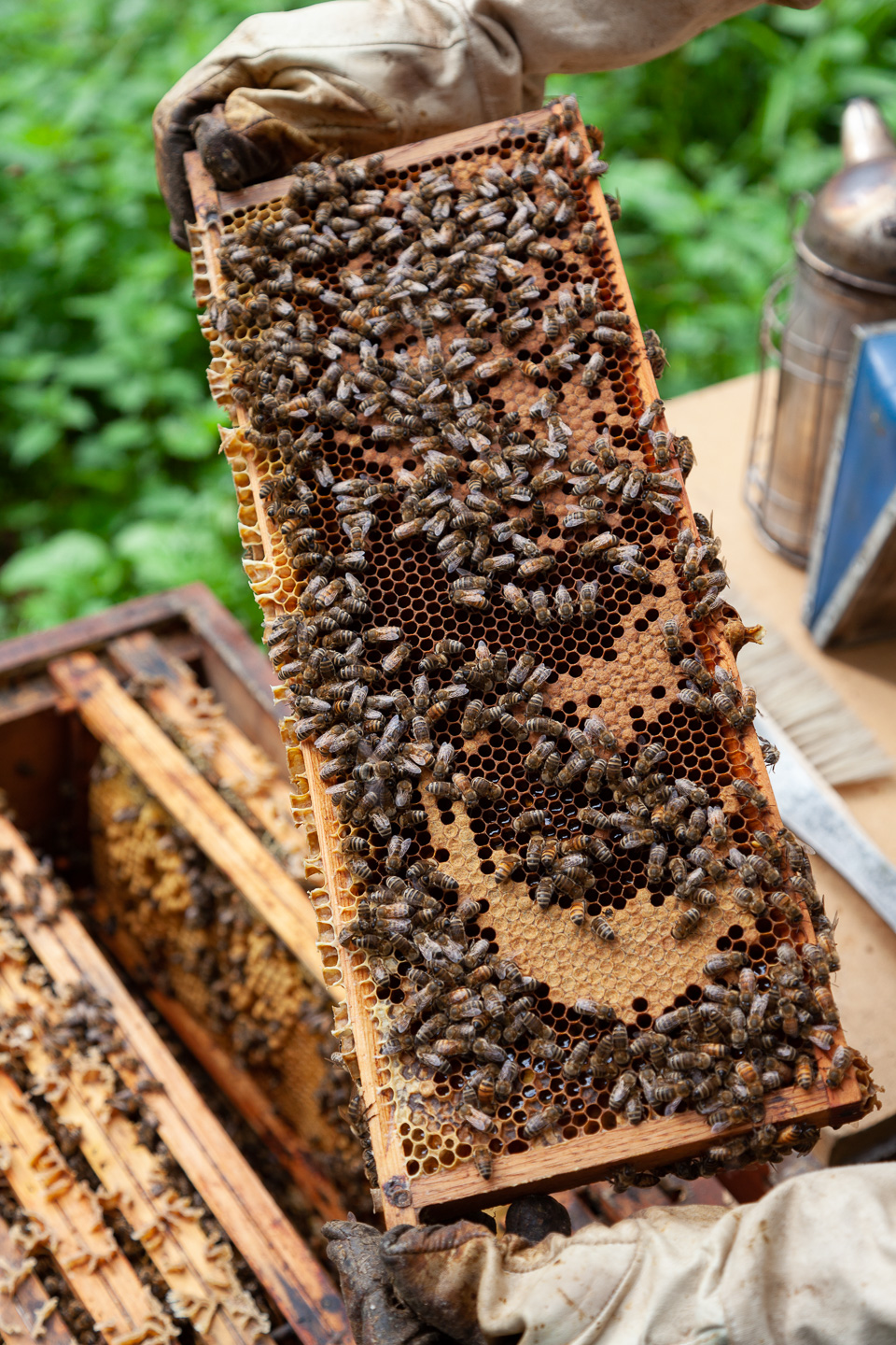 BlackForrestGermanyBeeKeeper5.4.15copy