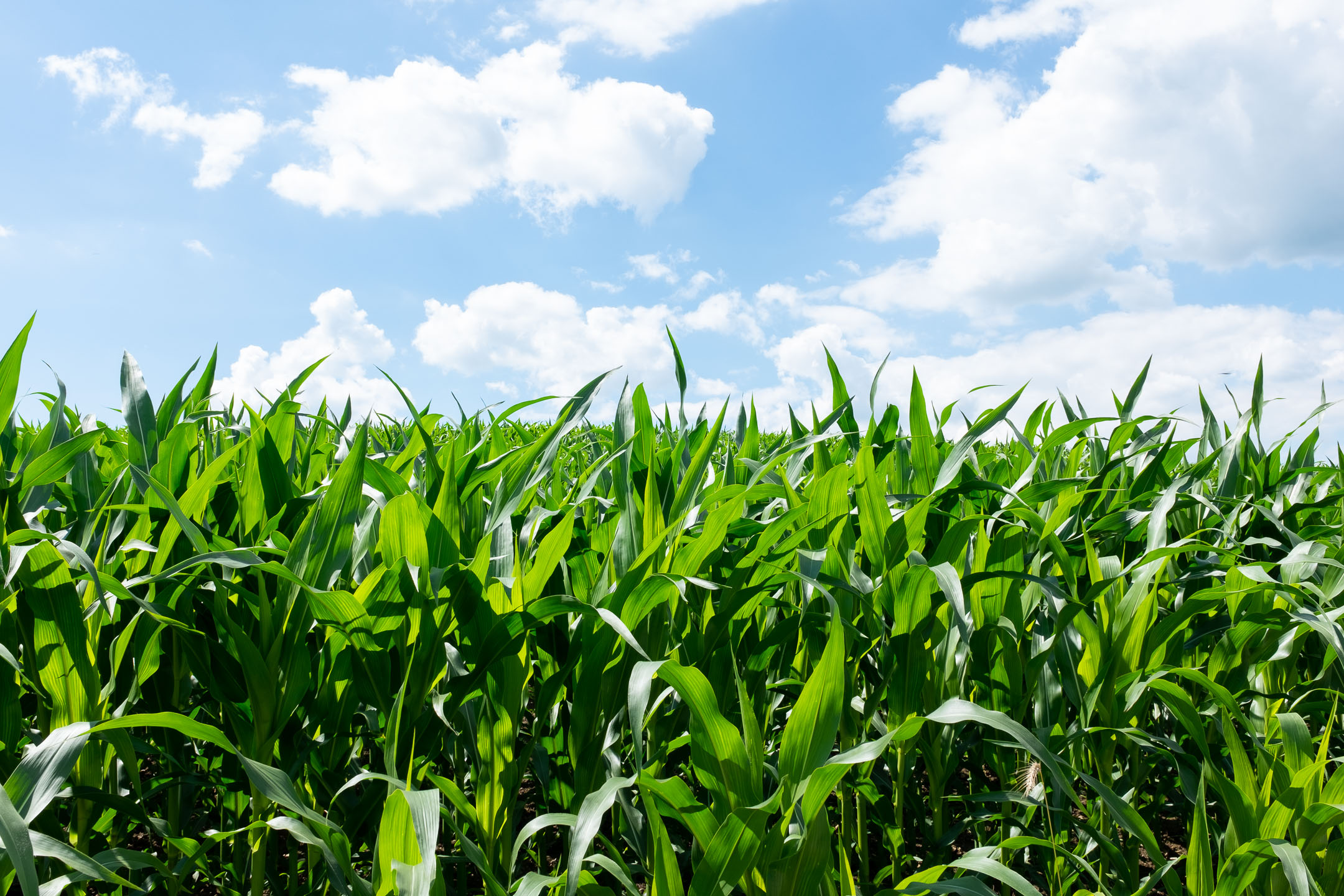 CornFieldPrienGermanyFujiX100T7.16.17copy