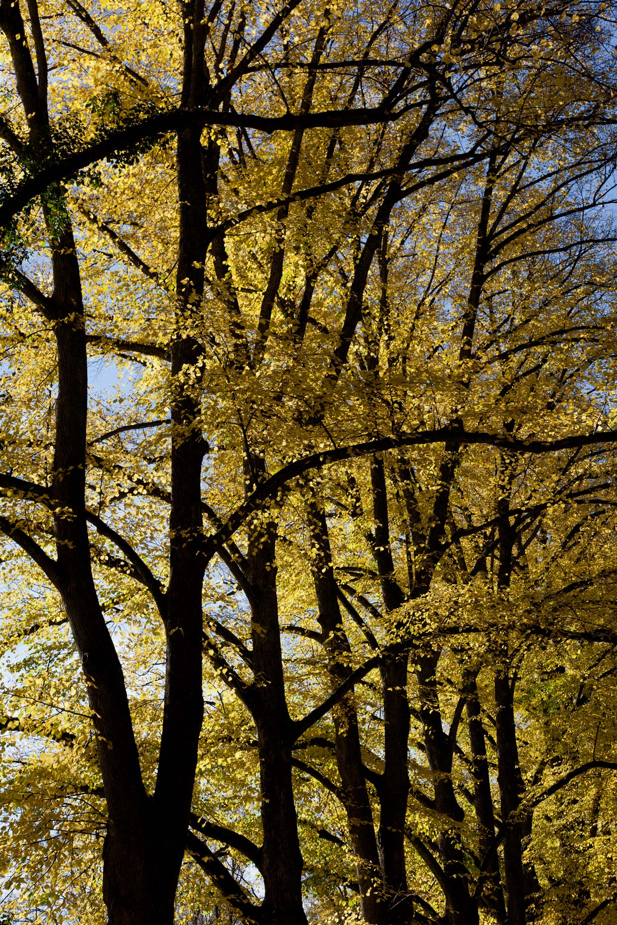 FallTreesLakeChimsee