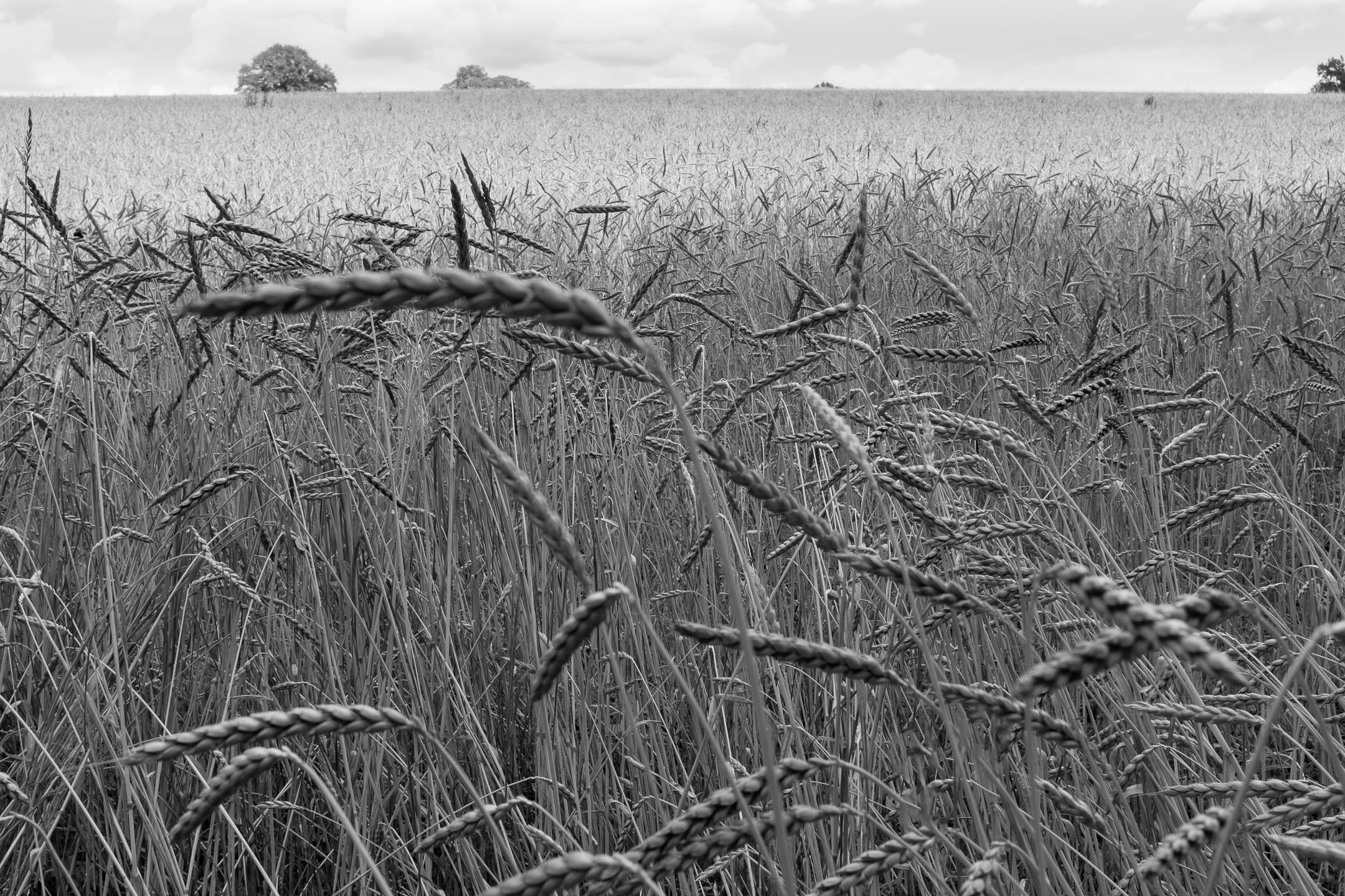 FieldPrienGermanyVers7FujiX100T7.16.17copy